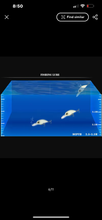 Load image into Gallery viewer, Crankbait / Plug Lure.Colour Purple with Orange belly.Lure fishing